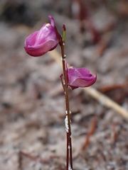 Utricularia lateriflora