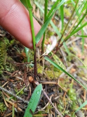 Melica subulata