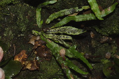 Notogrammitis pseudociliata