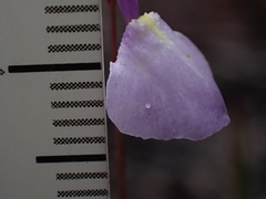 Utricularia lateriflora