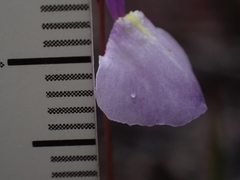 Utricularia lateriflora