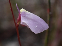 Utricularia lateriflora