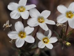 Leptosiphon breviculus