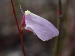 Utricularia lateriflora