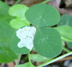 Liriomyza fricki