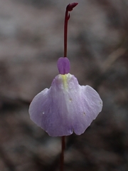Utricularia lateriflora