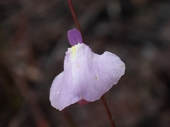 Utricularia lateriflora
