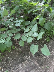 Tilia mandshurica