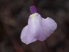 Utricularia lateriflora