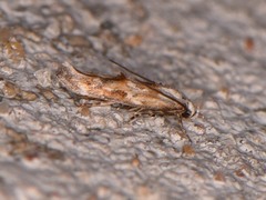 Mompha rufocristatella