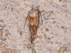 Mompha rufocristatella