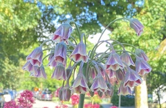 Allium siculum dioscoridis