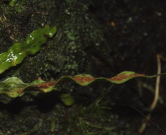 Notogrammitis pseudociliata