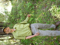Angelica californica