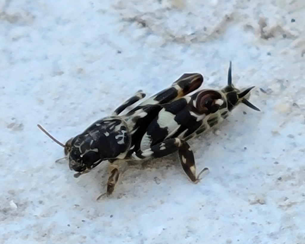 Smaller Sand Cricket from Junction, TX 76849, USA on June 06, 2022 at ...