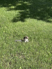 Sciurus carolinensis