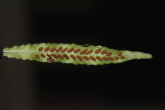 Notogrammitis pseudociliata