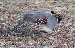 Callipepla gambelii