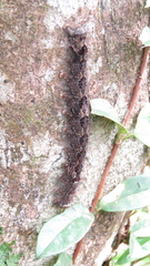 Lasiocampoidea