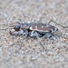 Cicindela hirticollis rhodensis - Photo (c) Denis Doucet, some rights reserved (CC BY-NC), uploaded by Denis Doucet