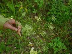 Angelica californica
