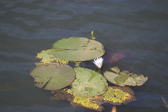 Nymphaea elegans