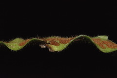 Notogrammitis pseudociliata