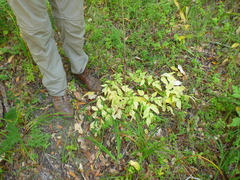 Angelica californica