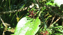 Smilax bracteata