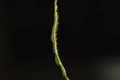 Notogrammitis pseudociliata