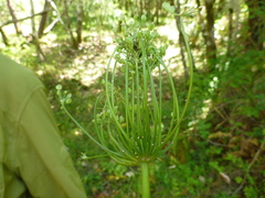 Angelica californica