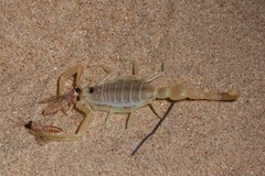 Apistobuthus pterygocercus