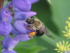 Eucera dubitata