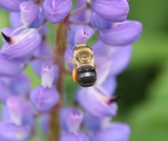 Eucera dubitata