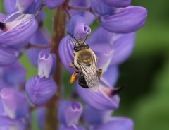 Eucera dubitata