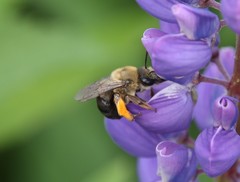 Eucera dubitata