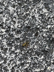 Vespula pensylvanica