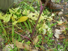 Angelica californica