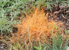 Cuscuta denticulata