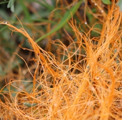 Cuscuta denticulata