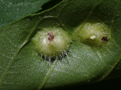 Phylloxera foveola