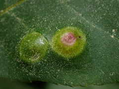 Phylloxera foveola
