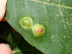 Phylloxera foveola