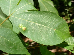 Phylloxera foveola
