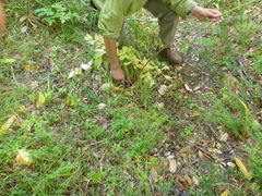 Angelica californica
