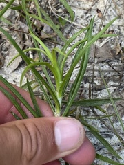 Pityopsis falcata