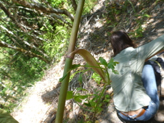 Angelica californica