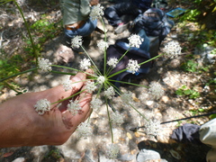 Angelica californica
