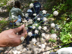 Angelica californica