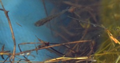 Fundulus diaphanus